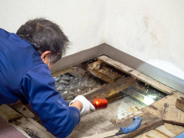 Mold Removal Process in Rockville, IN