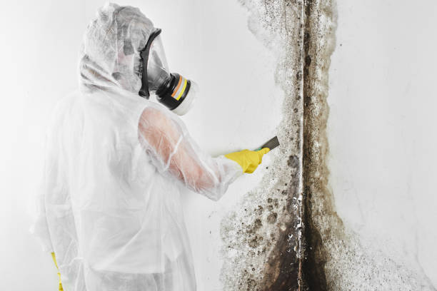 Best Commercial Mold Removal  in Rockville, IN