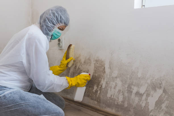 Best Best Mold Removal Companies  in Rockville, IN