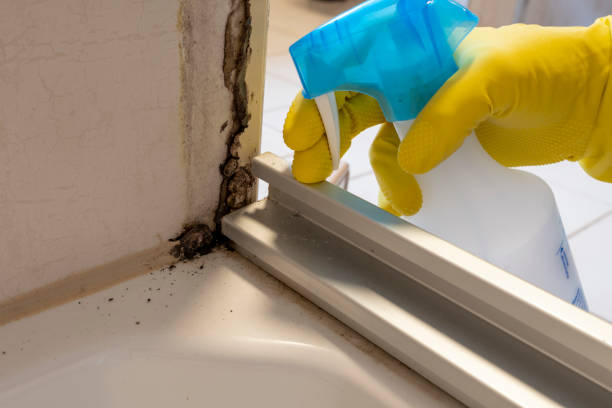  Rockville, IN Mold Removal Pros