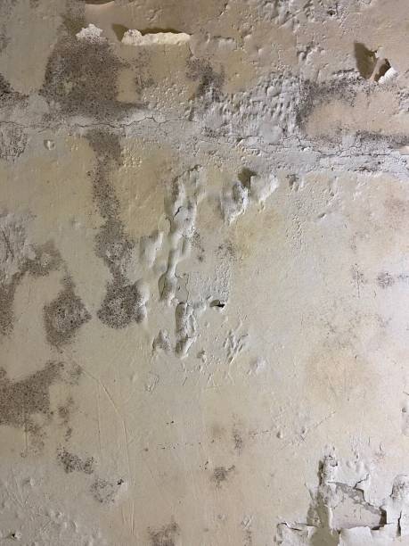 Best Affordable Mold Removal  in Rockville, IN