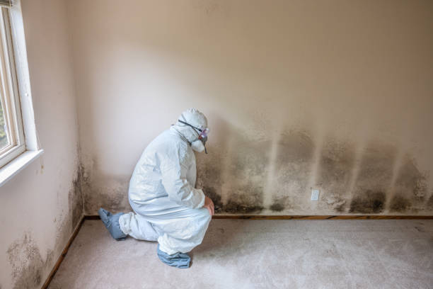 Best Mold Removal Process  in Rockville, IN