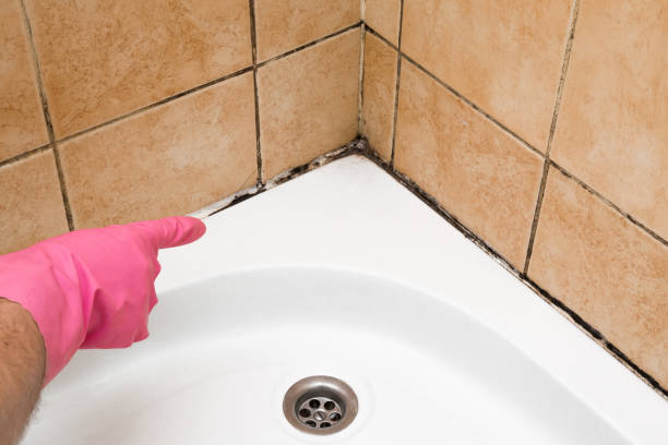Reliable Rockville, IN Mold Removal Solutions